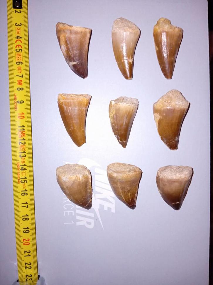Mosasaurus tanden, Verzamelen, Mineralen en Fossielen, Ophalen of Verzenden