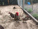 Sebright haan, Dieren en Toebehoren, Pluimvee, Mannelijk, Kip