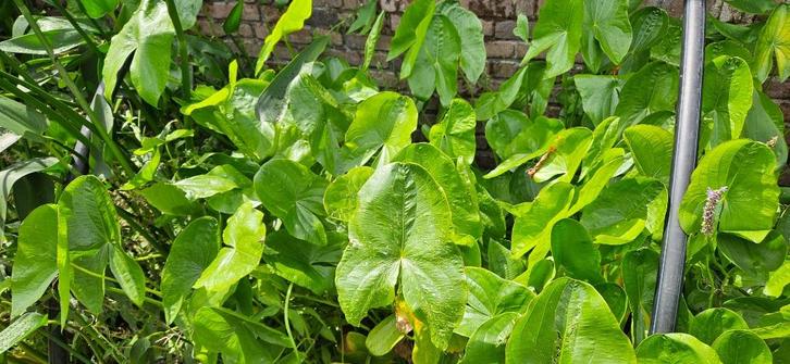 Sagittaria latifolia Pijlkruid moeras water plant vijver, Tuin en Terras, Planten | Tuinplanten, Vaste plant, Vijverplanten, Halfschaduw