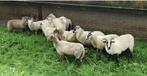 9 Drents Heideschaap ooilammeren, Dieren en Toebehoren, Schapen, Geiten en Varkens, Vrouwelijk, Schaap, 0 tot 2 jaar
