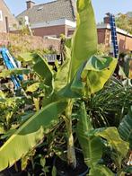 Ensete glaucum, Ophalen, Volle zon, Vaste plant, Zomer