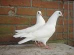 Witte..Sierduifjes *, Dieren en Toebehoren, Vogels | Duiven
