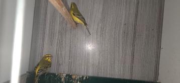 Geelbuik sini mannen beschikbaar voor biedingen