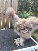 USA zijdehoen haan, Dieren en Toebehoren, Mannelijk, Kip