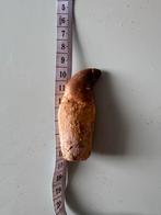Mosasaurus Tand met Wortel, Ophalen of Verzenden, Fossiel