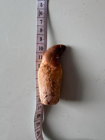 Mosasaurus Tand met Wortel beschikbaar voor biedingen