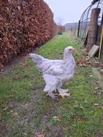 Mooie parelgrijze/isabel brahma haan, Mannelijk, Kip