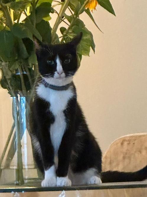 Lieve, speelse kittens aangeboden, Dieren en Toebehoren, Katten en Kittens | Overige Katten, Kortharig, Meerdere dieren, 0 tot 2 jaar