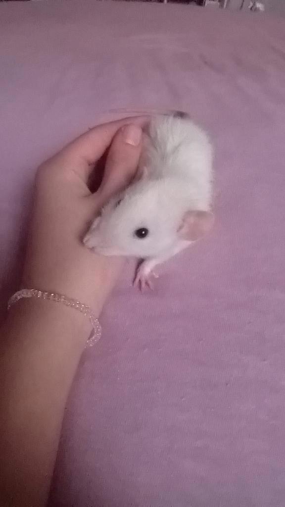 2 super lieve jonge rex tamme ratjes met hele grote kooi, Dieren en Toebehoren, Knaagdieren, Meerdere dieren, Rat, September, Tam