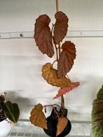 Begonia Negrosensis, Overige soorten, Minder dan 100 cm, Ophalen of Verzenden, Halfschaduw
