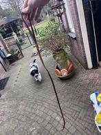 Diverse hondenriemen, Dieren en Toebehoren, Ophalen, Gebruikt, Hondenriem