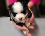 Pomsky pups, Dieren en Toebehoren, Honden | Poolhonden, Keeshonden en Oertypen, Overige rassen, 8 tot 15 weken, Meerdere, Meerdere dieren
