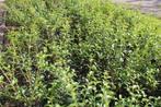 Schijnhulst burkwooddii / Osmanthus  burkwoodii, Ophalen of Verzenden, Overige soorten, Haag