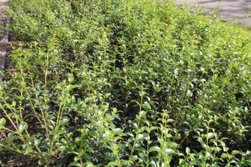 Schijnhulst burkwooddii / Osmanthus  burkwoodii beschikbaar voor biedingen