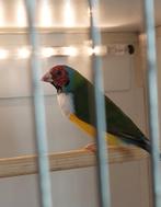 Mooie gouldamadine man., Mannelijk, Tropenvogel