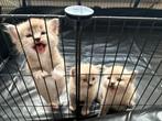 Ragdoll Blue Point Raszuivere Kittens! Ontwormd-Ingeënt, Meerdere dieren, Ontwormd, 0 tot 2 jaar