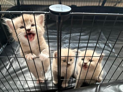 Ragdoll Blue Point Raszuivere Kittens! Ontwormd-Ingeënt, Dieren en Toebehoren, Katten en Kittens | Raskatten | Korthaar, Meerdere dieren