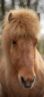 Gezocht; weidegang/ paddock paradise/ paddock, Dieren en Toebehoren, Stalling en Weidegang
