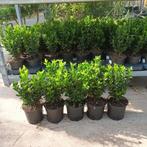 Euonymus japonicus ‘Green Spire’ haagplant, Tuin en Terras, Ophalen, Minder dan 100 cm