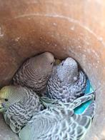 Grasparkieten te koop, Mannelijk, Parkiet