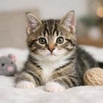 Gezocht: Mannelijke kitten (max. 1 jaar), Kater, Ingeënt