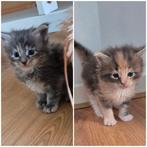 Main Coon kittens, Dieren en Toebehoren, Meerdere dieren, Gechipt, 0 tot 2 jaar