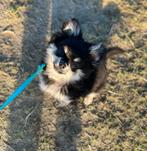 Lieve pomchi, CDV (hondenziekte), 1 tot 2 jaar, Eén hond, Nederland