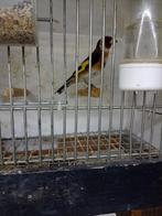 te koop bloem putters