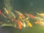 Koi karpers 10 a12 cm 15 euro per stuk, Dieren en Toebehoren, Vissen | Vijvervissen, Karper of Koi