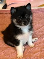 Smart and cute tinny litle pomeriaan husky pomsky pup♥️♥️♥️, Dieren en Toebehoren, Honden | Chihuahua's en Gezelschapshonden, Rabiës (hondsdolheid)