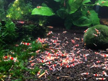 Crystal Red garnaaltjes (A-gradatie en hoger) beschikbaar voor biedingen