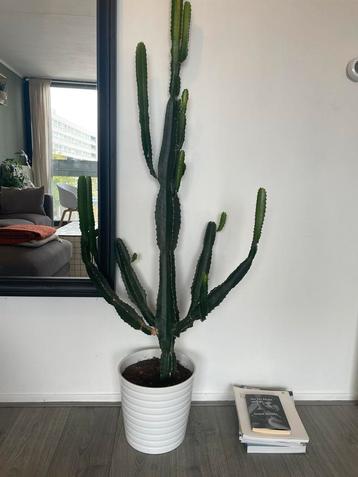 Beautiful African Milk Tree (Euphorbia trigona) incl pot beschikbaar voor biedingen