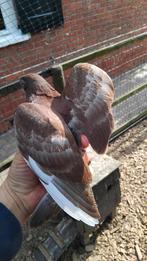 Jonge duiven, Meerdere dieren