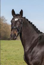 Te koop: 7 jarige merrie (Ebony X Oscar), Merrie, Niet van toepassing, Dressuurpaard, 7 tot 10 jaar