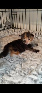 Noorseboskat kruising mainecoon kitten beschikbaar, Poes, Gechipt, 0 tot 2 jaar