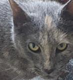 Nog 2 meiden over, van de Blauwe rus X Britse korthaar, Dieren en Toebehoren, Katten en Kittens | Raskatten | Korthaar, Poes, Ontwormd