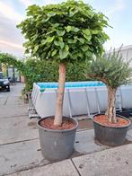 Te koop bol Catalpa, Tuin en Terras, 100 tot 250 cm, Zomer, Ophalen, Volle zon
