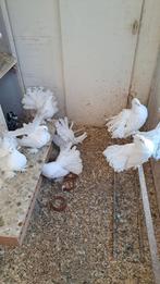 Indiase pauwstaart, Dieren en Toebehoren, Meerdere dieren, Eend