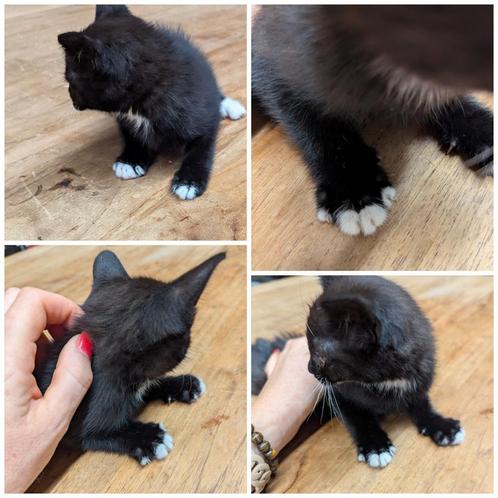 Prachtige kittens, Dieren en Toebehoren, Katten en Kittens | Overige Katten, Kortharig, Meerdere dieren, 0 tot 2 jaar