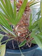 Palm, Ophalen