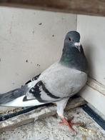 Jonge postduiven, Meerdere dieren, Postduif