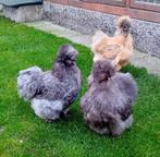 ZIJDEHOEN KRIEL   2 BLAUW & 1 KRUL/GEELPATRIJS  HENNETJES, Dieren en Toebehoren, Pluimvee, Vrouwelijk, Kip