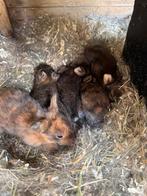 Jonge konijntjes, Dieren en Toebehoren, Konijnen, Meerdere dieren, Middelgroot, 0 tot 2 jaar