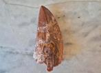 Carcharodontosaurus Tand (7,5) – Afrikaanse T-Rex – Fossiel, Verzamelen, Mineralen en Fossielen, Ophalen of Verzenden, Mineraal