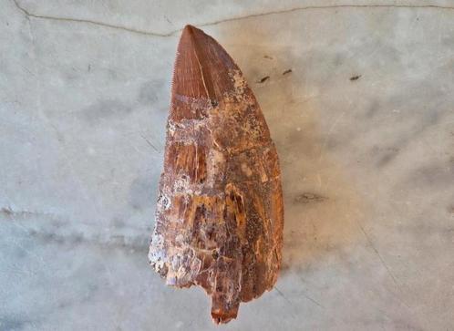 Carcharodontosaurus Tand (7,5) – Afrikaanse T-Rex – Fossiel, Verzamelen, Mineralen en Fossielen, Mineraal, Ophalen of Verzenden