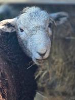 Herdwick ram, Mannelijk, Schaap