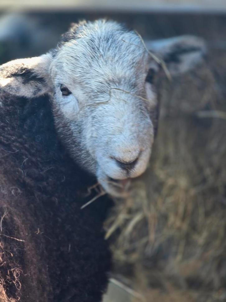Herdwick ram, Dieren en Toebehoren, Schapen, Geiten en Varkens, Schaap, Mannelijk