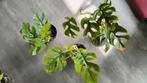 Rhaphidophora tetrasperma variegata 🌱, Overige soorten, Minder dan 100 cm, Groene kamerplant, Halfschaduw