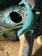 Gastropholis prasina 1.0.0, Hagedis, Tam, 0 tot 2 jaar