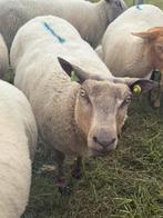 Twee ooien, Dieren en Toebehoren, Schapen, Geiten en Varkens, Vrouwelijk, Schaap